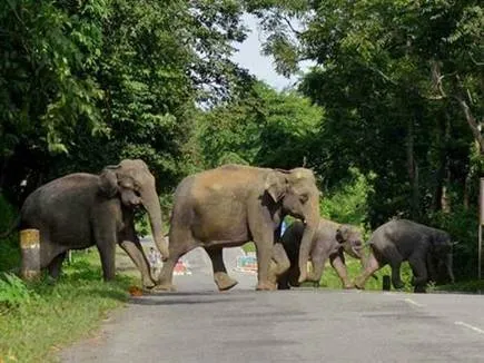 हल्द्वानी: गौलापार में हाथियों का आतंक, ग्रामीण परेशान
