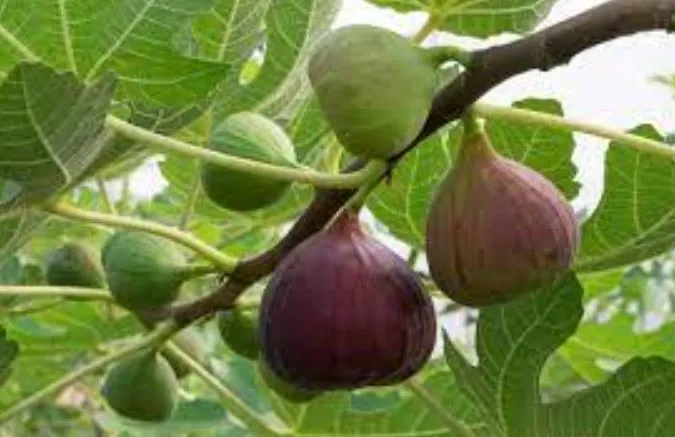 महिलाओं के लिए वरदान है अंजीर, प्रजनन क्षमता समेत हार्मोनल समस्या को करेगा दुरस्त