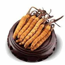 क्या है कीड़ा जड़ी, कहां मिलती है, जानिए पूरी जानकारी