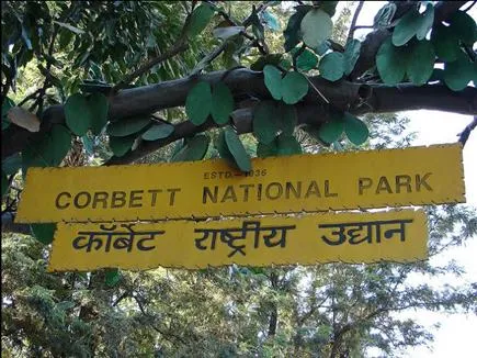 जिम कॉर्बेट पार्क में पर्यटक जंगल सफारी ही नहीं इन 5 मजेदार चीजों का भी उठाते हैं आनंद