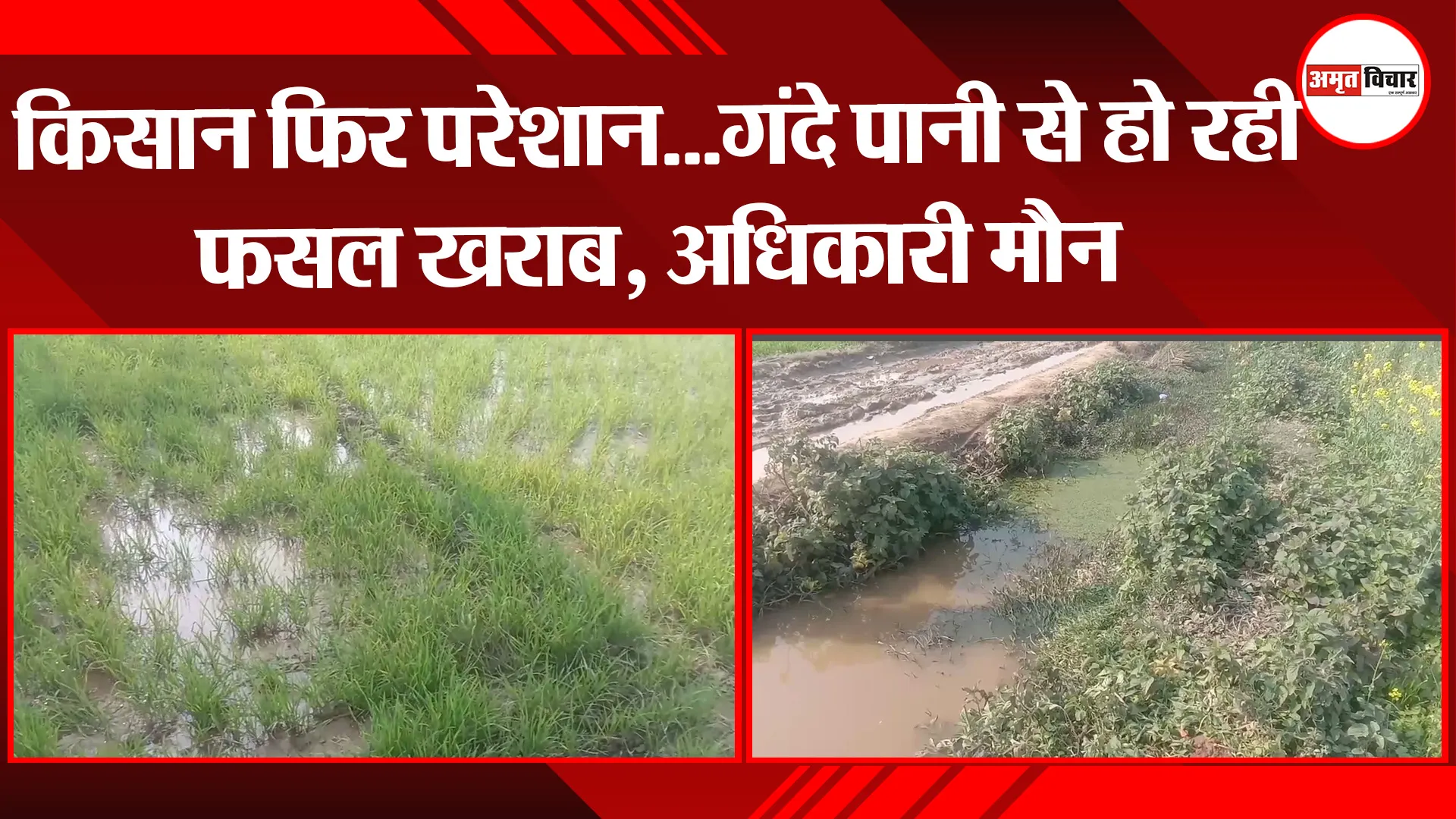 मुरादाबाद: किसान फिर परेशान…गंदे पानी से हो रही फसल खराब, अधिकारी मौन