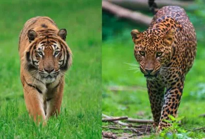हल्द्वानी: तीन लोगों की मौत का कारण बाघ या तेंदुआ ?