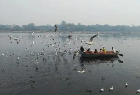 बाजपुर: विदेशी पक्षियों से लदी नाव पकड़ी, तस्कर फरार
