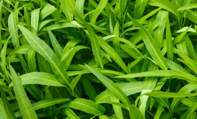 सस्ता सा नारी का साग करेगा ढेरों बीमारियों को दूर, जानें इसके फायदे