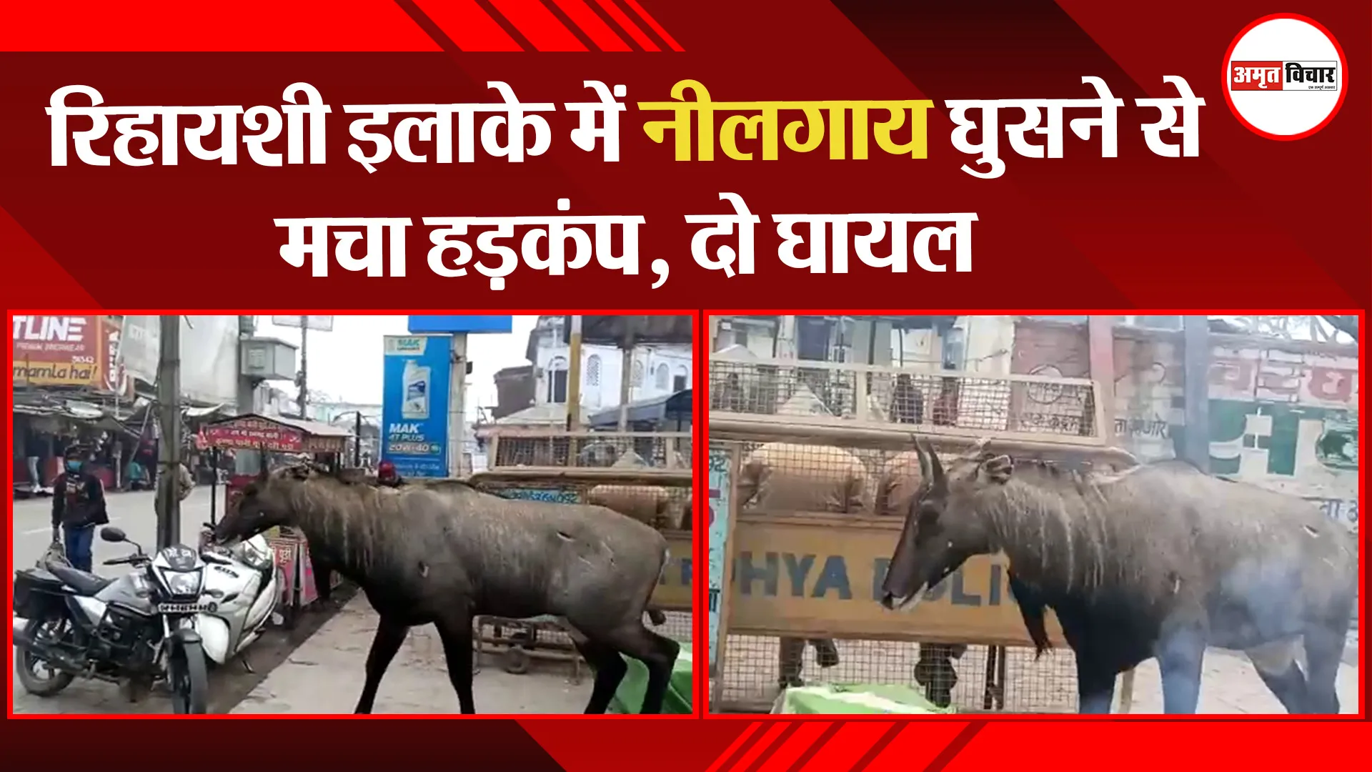अयोध्या: रिहायशी इलाके में नीलगाय घुसने से मचा हड़कंप, दो घायल