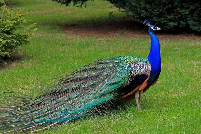 Information about peacock in hindi, essay on peacock in hindi: मोर पर निबंध, हमारा राष्ट्रीय पक्षी मोर पर निबंध