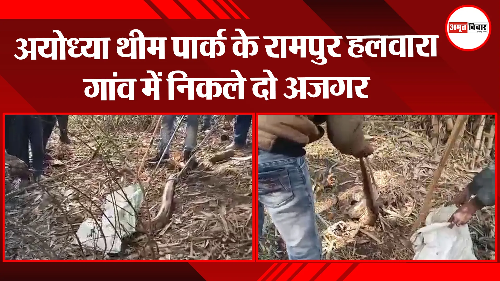 अयोध्या: थीम पार्क के रामपुर हलवारा गांव में निकले दो अजगर, वन विभाग की टीम ने किया रेस्क्यू