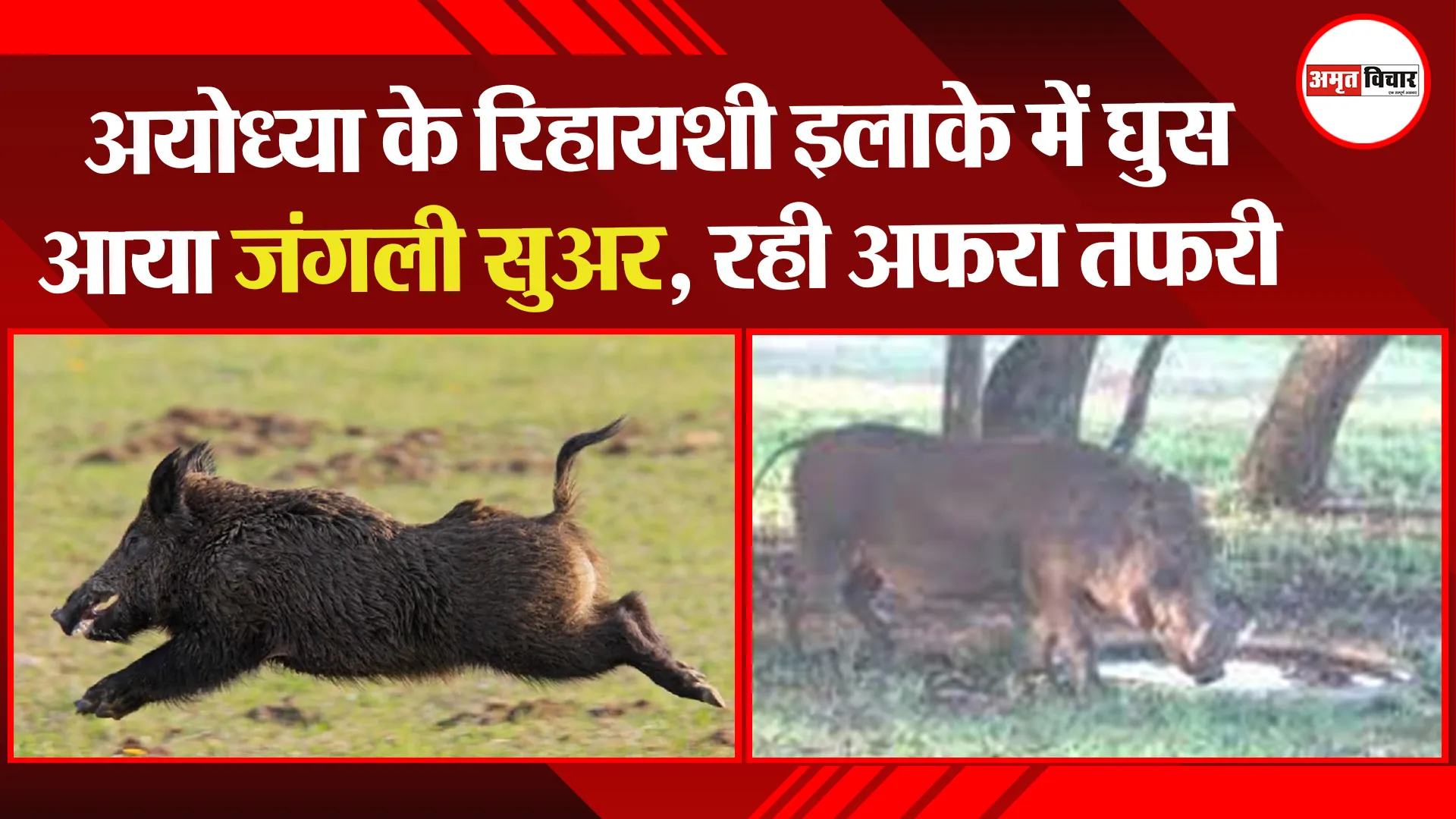 अयोध्या : रिहायशी इलाके में घुस आया जंगली सुअर, रही अफरा तफरी