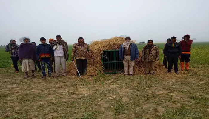 बहराइच: वन विभाग ने तेंदुए को पकड़ने के लिए लगाया पिंजरा