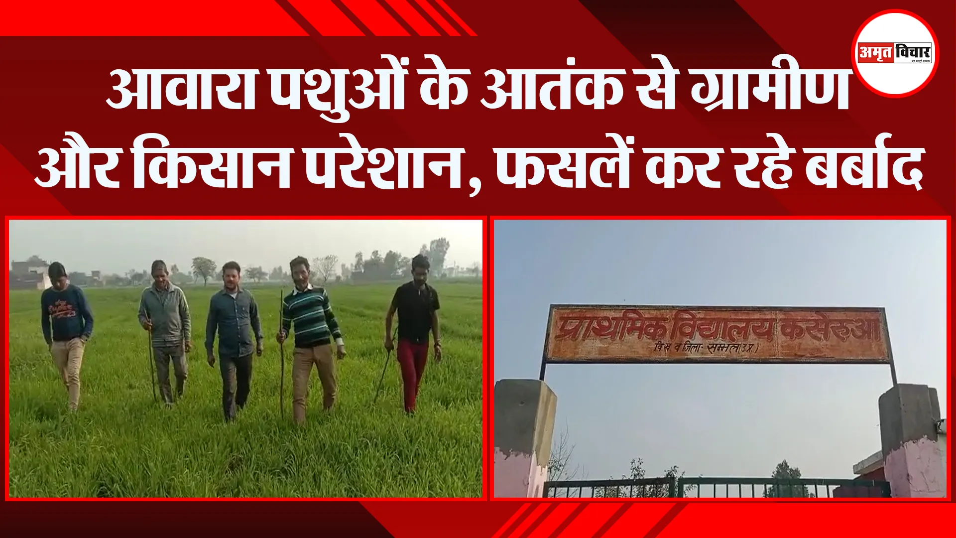 संभल: आवारा पशुओं के आतंक से ग्रामीण और किसान परेशान, फसलें कर रहे बर्बाद