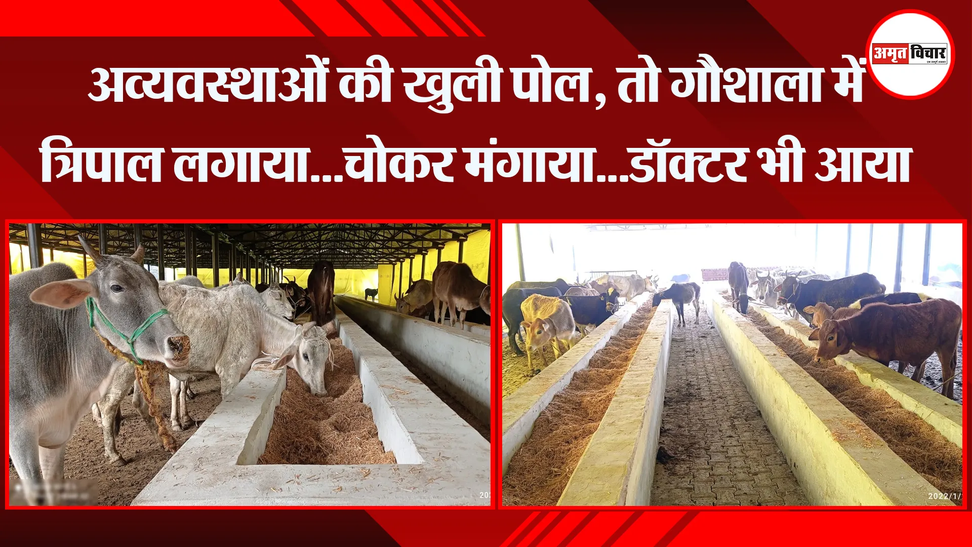 बरेली: अव्यवस्थाओं की खुली पोल, तो गौशाला में त्रिपाल लगाया…चोकर मंगाया…डॉक्टर भी आया