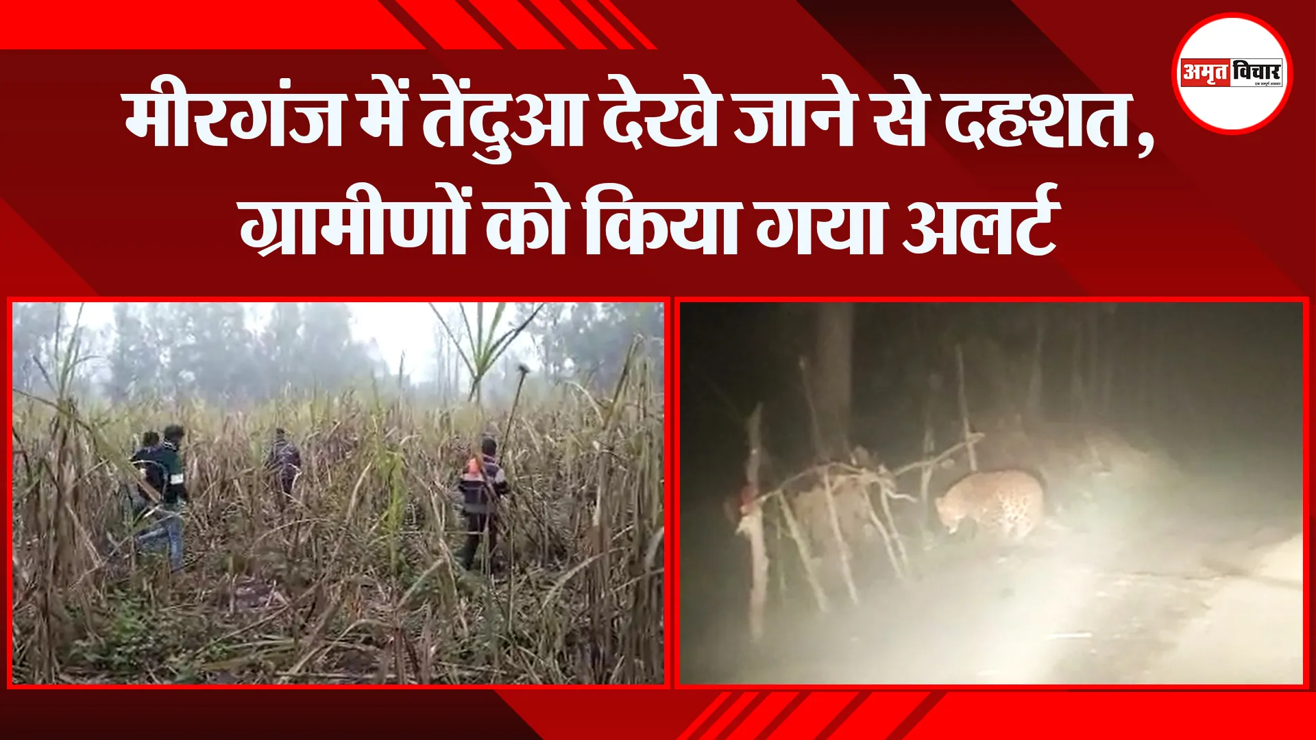 बरेली: मीरगंज में तेंदुआ देखे जाने से दहशत, ग्रामीणों को किया गया अलर्ट