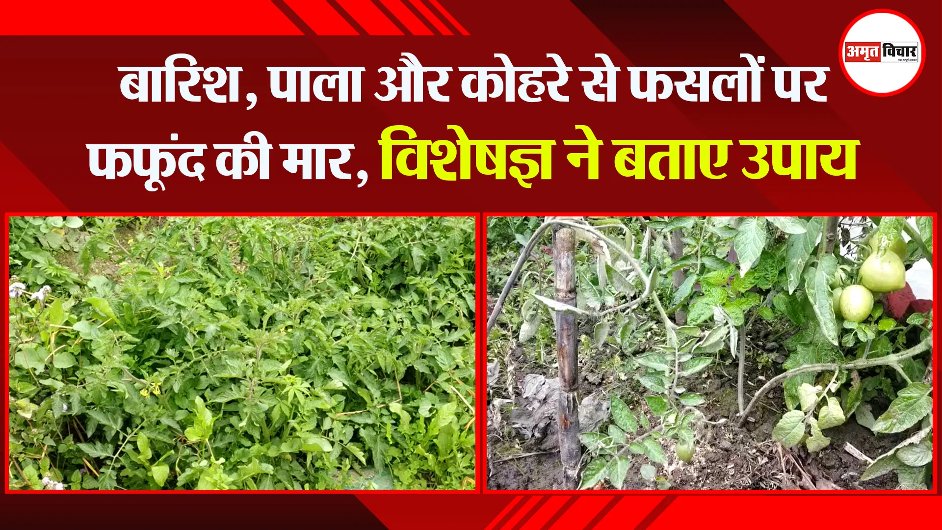 हल्द्वानी: बारिश, पाला और कोहरे से फसलों पर फफूंद की मार, विशेषज्ञ ने बताए उपाय