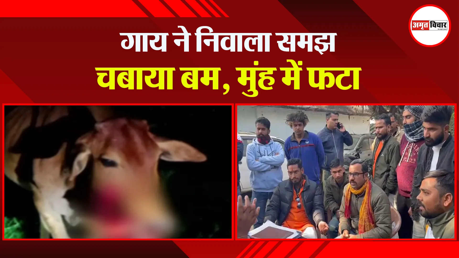 हल्द्वानी: गाय ने निवाला समझ चबाया बम, मुंह में फटा