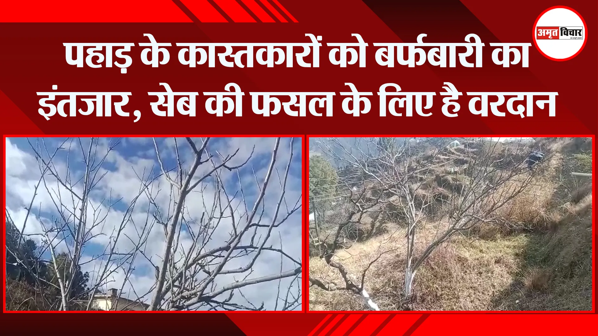 हल्द्वानी: पहाड़ के कास्तकारों को बर्फबारी का इंतजार, सेब की फसल के लिए है वरदान
