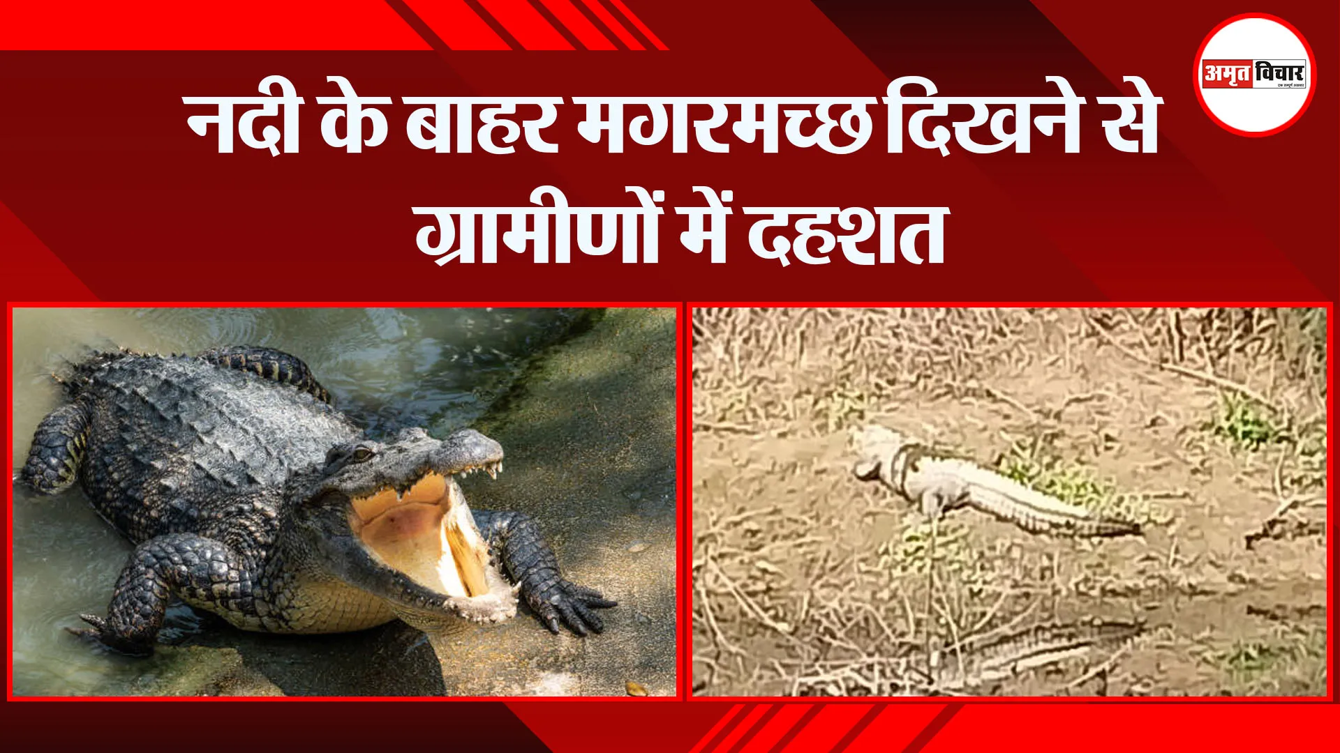 बरेली: नदी के बाहर मगरमच्छ दिखने से ग्रामीणों में दहशत