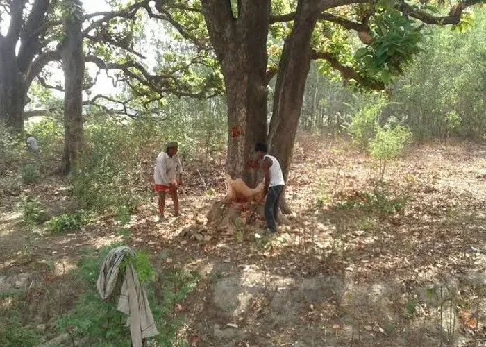 हल्द्वानी: चुनावी सीजन में हरियाली पर नहीं चलेगी आरी