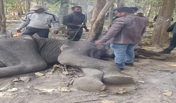 बिजनौर : वन रेंज में बीमार हाथी की उपचार के दौरान मौत