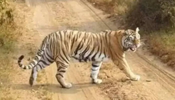 बहराइच: बकरी चरा रही बालिका को जंगल में खींच ले गया बाघ, बनाया निवाला