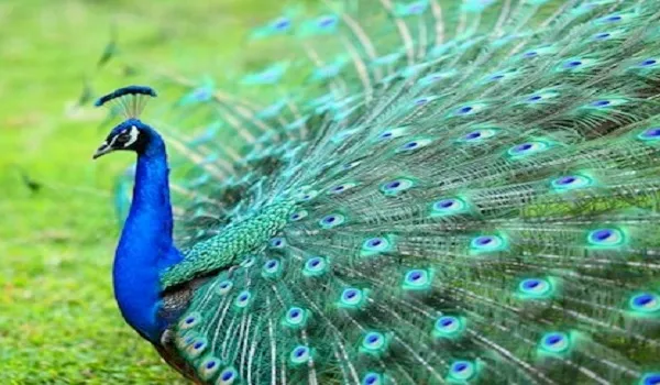 जनवरी की एक और ऐतिहासिक घटना, इस माह ही मोर को मिला था राष्ट्रीय पक्षी का खिताब