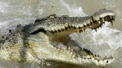 टनकपुर: मत्स्य पालन करने वाले तालाब से निकला मगरमच्छ