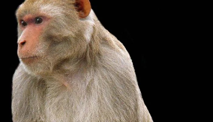 अयोध्या: बंदर छीन कर भागा तीमारदार का मोबाइल, लोग रह गए दंग