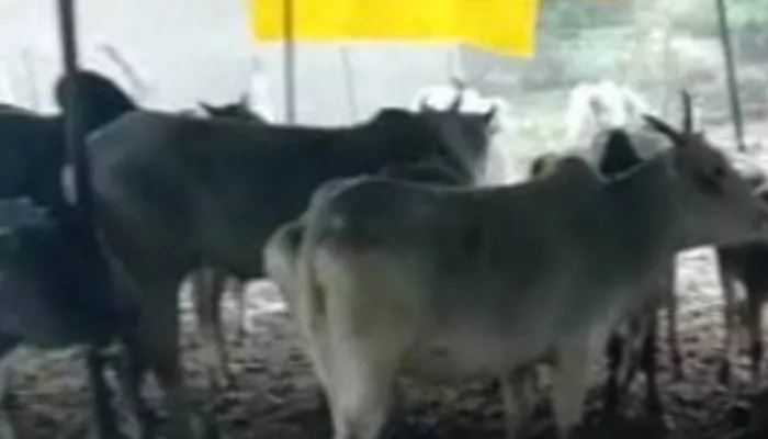 कानपुर: घाटमपुर में ठंड से आधा दर्जन गोवंशों की मौत, खेत में फेंका शव