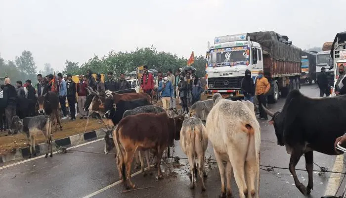 सीतापुर: किसान यूनियन ने गोवंशों को खड़ाकर हाइवे किया जाम, आश्वासन के बाद माने किसान