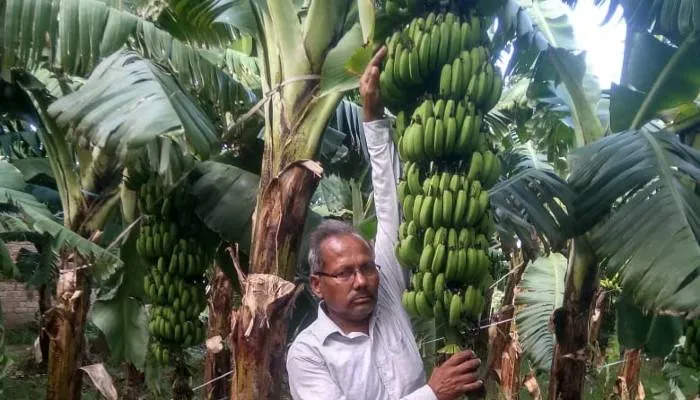 प्रधानमंत्री मोदी को अपने खेत का केला खिलाना चाहते हैं किसान धरम चंद, जानें वजह