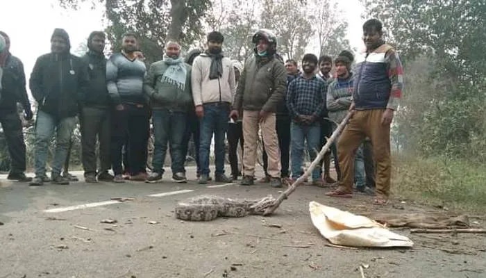 अयोध्या: छह फुट लंबे अजगर को पकड़ने में वन कर्मियों के छूटे पसीने