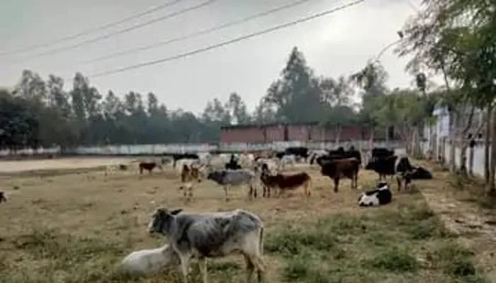 रायबरेली: किसानों ने मवेशियों को खेल मैदान में किया बंद, जानें वजह