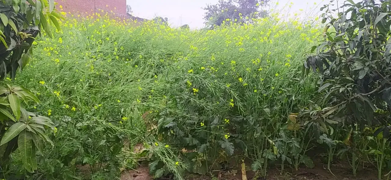 बदायूं: ओलावृष्टि का होगा सर्वे, पांच दिनों में हुई 33 एमएम बारिश