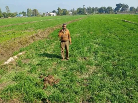 हल्द्वानी: गौलापार में हाथियों के झुंड ने तबाह की दो बीघा गेहूं की फसल