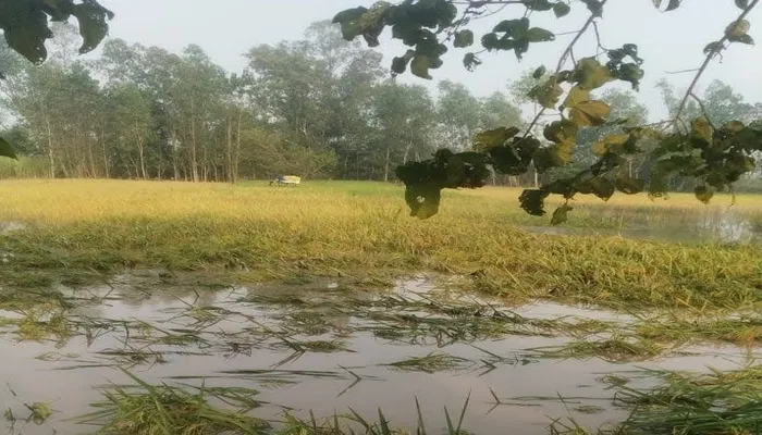 बहराइच: 4 हजार 765 किसानों के खाते में नहीं पहुंची कृषि निवेश अनुदान राशि, जानें क्यों?