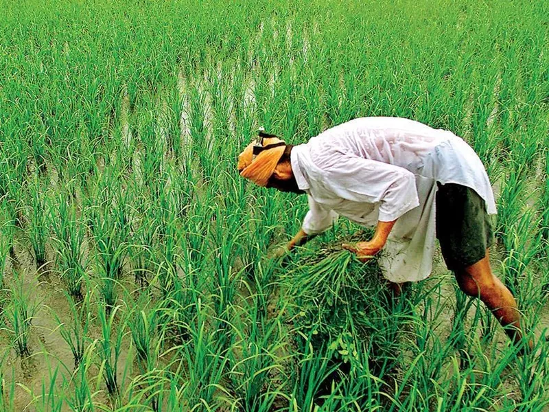 बरेली: 4.75 लाख किसानों के खाते में पहुंची किसान सम्मान निधि
