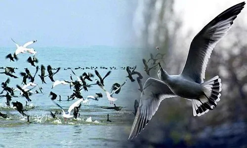 पक्षियों को पकड़ने के लिए शिकारियों ने किया जहर का इस्तेमाल! सैकड़ों पक्षियों की मौत