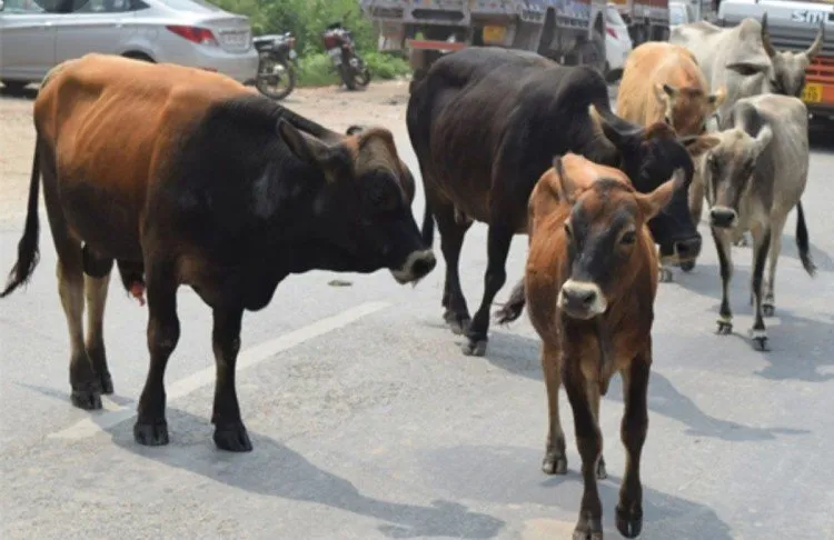 बरेली: 10 दिन के भीतर दें छुट्टे व बेसहारा गोवंशों को संरक्षण