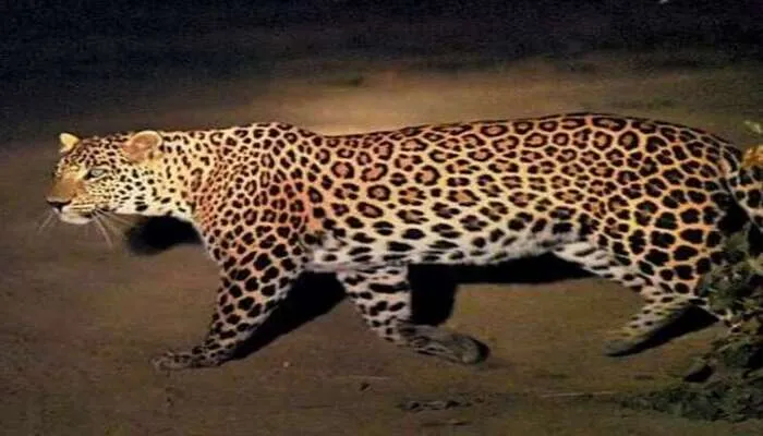 बहराइच: वन विभाग के लोगों ने 24 घंटे में पकड़े दो तेंदुए, चार लोग हो चुके थे शिकार