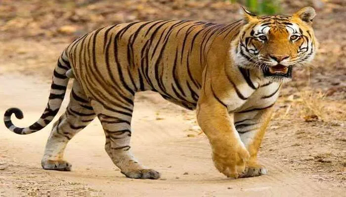 बहराइच: बालिका पर बाघ के हमले के बाद जागा वन विभाग, उद्घोषक यंत्र से कर रहा ग्रामीणों को जागरूक