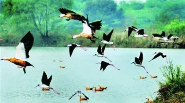 पौंग बांध प्रवासी पक्षियों के लिये बना आदर्श गंतव्य बना