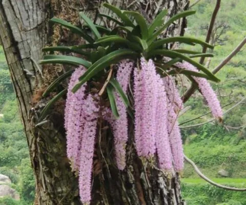 महाभारत काल में द्रोपदी के गजरे पर सजने वाला और मां सीता का बेहद खास है यह फूल