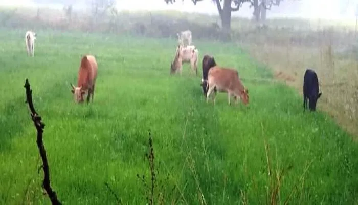 उन्नाव: किसानों की खड़ी फसल को चर रहे आवारा गोवंश, अन्नदाता परेशान