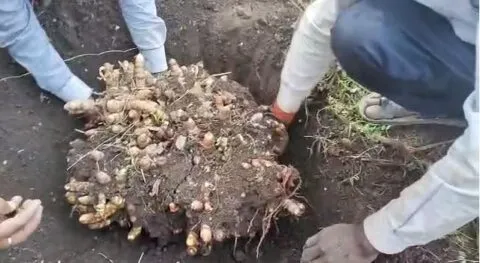 हल्द्वानी: जैविक खेती का अजूबा, प्रगतिशील किसान नरेंद्र सिंह मेहरा ने एक पौध से उगाई 15 किलो काली हल्दी