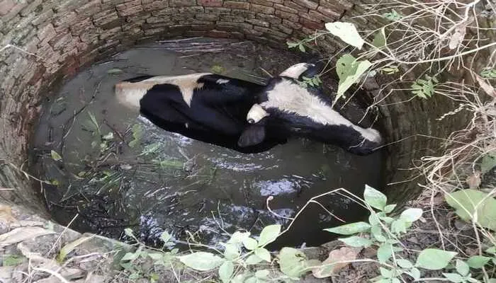 अयोध्या: कुएं में गिरा गोवंश, फायर ब्रिगेड के जवानों ने कड़ी मशक्कत के बाद बचाई जान