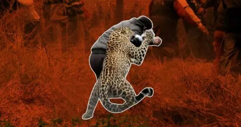 बागेश्वर: वन्य जीवों का जनता पर लगातार बढ़ रहा हमला, पांच साल में 61 लाख का बांटा मुआवजा