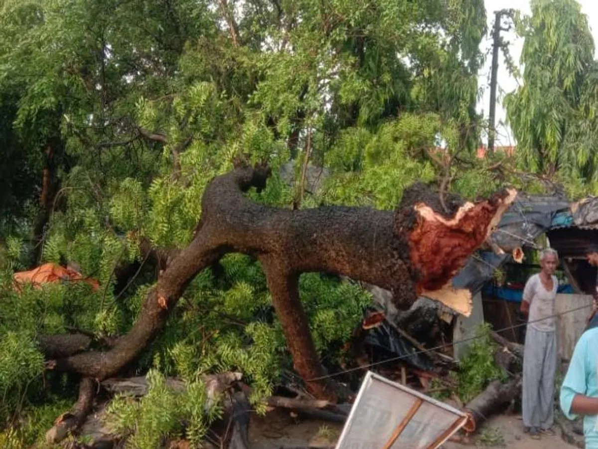 रुद्रपुर: पेड़ की डाल के नीचे दबने से एक की मौत