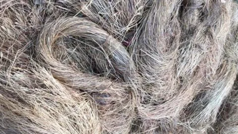 उत्तराखंड की इस घास के हैं कई उपयोग… कूची, रस्सी और झाडू बनाने के आती है काम