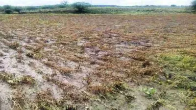 काशीपुर: बारिश से अब तक मटर, लाही, आलू की फसल को 80 फीसदी क्षति