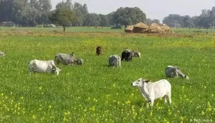 अयोध्या: शहर से गांव तक छुट्टा पशुओं का आतंक, किसान परेशान