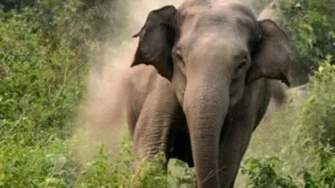 ऋषिकेश: हाथी ने साधु को कुचलकर मार डाला, दो साधुओं ने भागकर बचाई जान